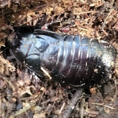 Panesthia australis (Common wood cockroach) at Brierfield, NSW - 6 Jul 2023 by trevorpreston