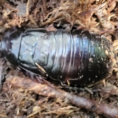 Panesthia australis at Brierfield, NSW - 6 Jul 2023 10:09 AM