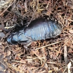 Panesthia australis at Brierfield, NSW - 6 Jul 2023