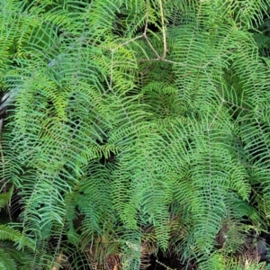 Gleichenia dicarpa at Brierfield, NSW - suppressed