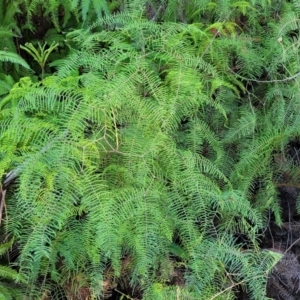 Gleichenia dicarpa at Brierfield, NSW - suppressed