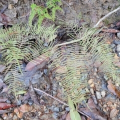 Gleichenia dicarpa at Brierfield, NSW - suppressed