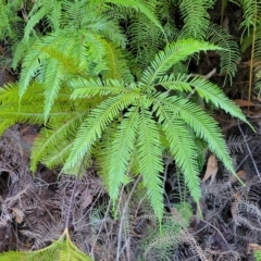 Sticherus flabellatus (Shiny Fan-fern, Umbrella Fern) at Brierfield, NSW - 6 Jul 2023 by trevorpreston