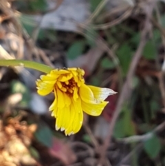 Hypochaeris radicata (Cat's Ear, Flatweed) at Red Hill Nature Reserve - 30 Jun 2023 by SRoss