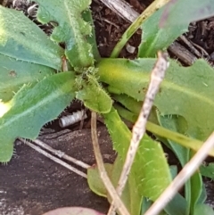 Hypochaeris radicata at Garran, ACT - 30 Jun 2023