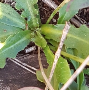 Hypochaeris radicata at Garran, ACT - 30 Jun 2023