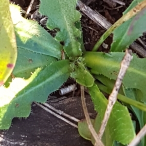 Hypochaeris radicata at Garran, ACT - 30 Jun 2023 04:15 PM