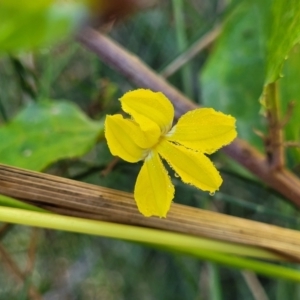 Goodenia ovata at Urunga, NSW - 6 Jul 2023 09:59 AM