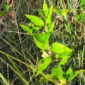 Goodenia ovata at Urunga, NSW - 6 Jul 2023