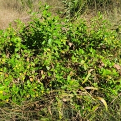 Goodenia ovata at Urunga, NSW - 6 Jul 2023