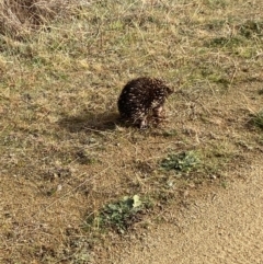 Tachyglossus aculeatus (Short-beaked Echidna) at Lower Molonglo - 6 Jul 2023 by Steve_Bok