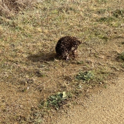 Tachyglossus aculeatus (Short-beaked Echidna) at Molonglo River Reserve - 6 Jul 2023 by Steve_Bok