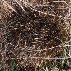 Tachyglossus aculeatus at Stromlo, ACT - 6 Jul 2023 10:44 AM