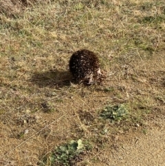 Tachyglossus aculeatus at Stromlo, ACT - 6 Jul 2023 10:44 AM