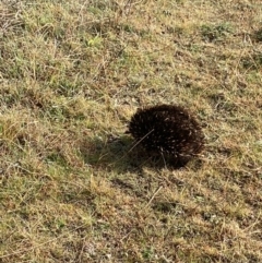 Tachyglossus aculeatus at Stromlo, ACT - 6 Jul 2023 10:44 AM