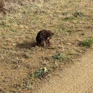 Tachyglossus aculeatus at Stromlo, ACT - 6 Jul 2023 10:44 AM