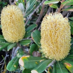 Banksia integrifolia subsp. integrifolia (Coast Banksia) at Valla Beach, NSW - 5 Jul 2023 by trevorpreston