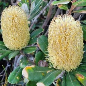 Banksia integrifolia subsp. integrifolia at Valla Beach, NSW - 5 Jul 2023 04:39 PM