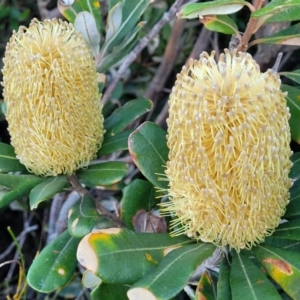 Banksia integrifolia subsp. integrifolia (Coast Banksia) at Valla Beach, NSW by trevorpreston