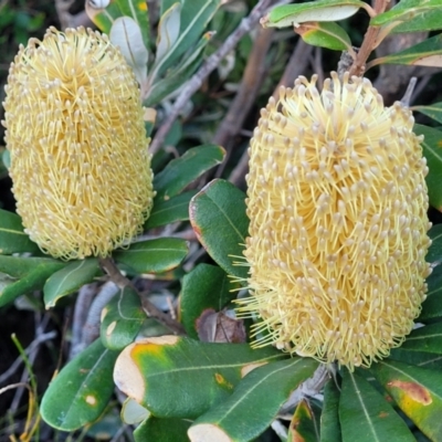 Banksia integrifolia subsp. integrifolia (Coast Banksia) at Valla Beach, NSW - 5 Jul 2023 by trevorpreston