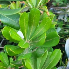 Banksia integrifolia subsp. integrifolia at Valla Beach, NSW - 5 Jul 2023