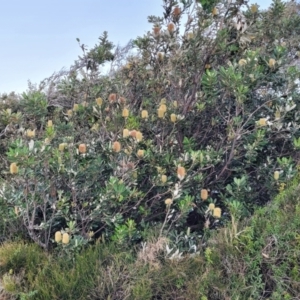 Banksia integrifolia subsp. integrifolia at Valla Beach, NSW - 5 Jul 2023 04:39 PM