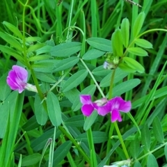Vicia sativa (Common Vetch) at Valla Beach, NSW - 5 Jul 2023 by trevorpreston