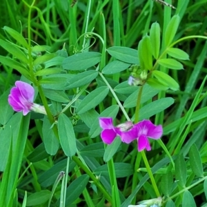 Vicia sativa at Valla Beach, NSW - 5 Jul 2023