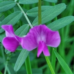 Vicia sativa at Valla Beach, NSW - 5 Jul 2023