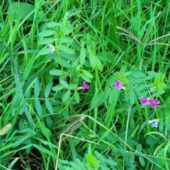 Vicia sativa at Valla Beach, NSW - 5 Jul 2023