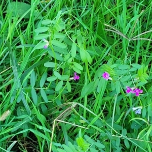 Vicia sativa at Valla Beach, NSW - 5 Jul 2023