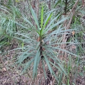 Cordyline stricta at Valla Beach, NSW - 5 Jul 2023