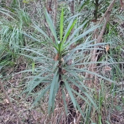 Cordyline stricta (Narrow-leaved Palm Lily) at Valla Beach, NSW - 5 Jul 2023 by trevorpreston