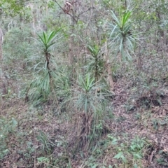 Cordyline stricta at Valla Beach, NSW - 5 Jul 2023 04:32 PM