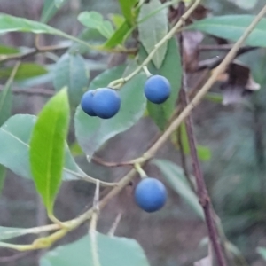 Elaeocarpus reticulatus at Valla Beach, NSW - 5 Jul 2023 04:31 PM