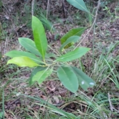 Elaeocarpus reticulatus at Valla Beach, NSW - 5 Jul 2023 04:31 PM