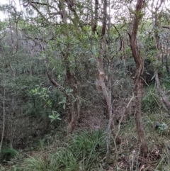 Elaeocarpus reticulatus at Valla Beach, NSW - 5 Jul 2023 04:31 PM