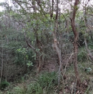 Elaeocarpus reticulatus at Valla Beach, NSW - 5 Jul 2023