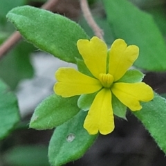 Hibbertia aspera subsp. aspera at Valla Beach, NSW - 5 Jul 2023 by trevorpreston