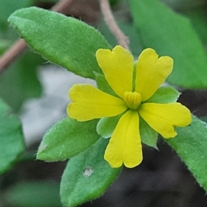 Hibbertia aspera subsp. aspera at Valla Beach, NSW - 5 Jul 2023