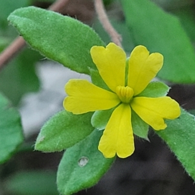 Hibbertia aspera subsp. aspera at Valla Beach, NSW - 5 Jul 2023 by trevorpreston