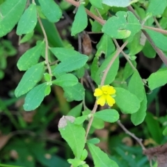 Hibbertia aspera subsp. aspera at Valla Beach, NSW - 5 Jul 2023