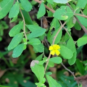 Hibbertia aspera subsp. aspera at Valla Beach, NSW - 5 Jul 2023 04:30 PM