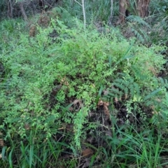 Hibbertia aspera subsp. aspera at Valla Beach, NSW - 5 Jul 2023 04:30 PM