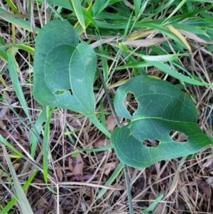 Smilax australis (Barbed-Wire Vine) at Valla Beach, NSW by trevorpreston