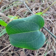 Smilax australis at Valla Beach, NSW - 5 Jul 2023