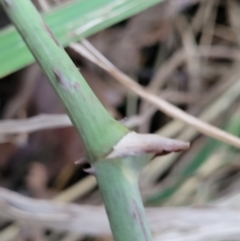 Smilax australis at Valla Beach, NSW - 5 Jul 2023