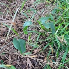 Smilax australis at Valla Beach, NSW - 5 Jul 2023