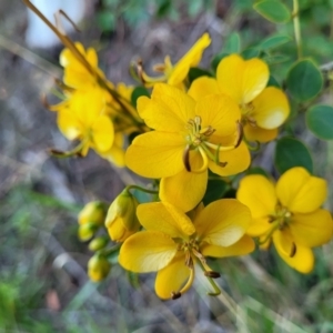 Senna pendula var. glabrata at Nambucca Heads, NSW - 5 Jul 2023