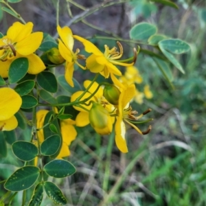 Senna pendula var. glabrata at Nambucca Heads, NSW - 5 Jul 2023 04:09 PM